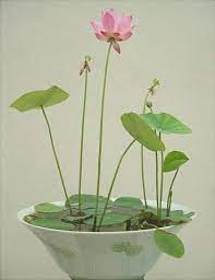 The plant should also receive strong indirect light with plenty of air circulation on sunny days when it is too hot for full sun exposure outside. Lotus Seeds Plants Hydroponic Plants Planting Flowers