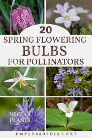 Check spelling or type a new query. 20 Fall Flower Bulbs To Plant For Spring Pollinators