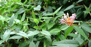 Mature honeysuckle vines often need pruning to keep them contained. Evergreen Honeysuckle Information On Care And Biology Of Lonicera Henryi