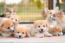 A gorgeous litter of pembrokeshire corgi puppies looking for their forever new homes. How Much Does A Corgi Cost Puppy Prices And Expenses