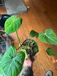 Image result for Gonatopus clavatus