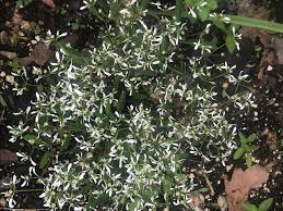 Image result for Euphorbia hypericifolia