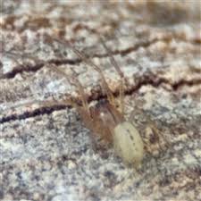 Cheiracanthium sp. (genus) (Unidentified Slender Sac Spider)