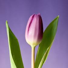 Roger Jean Raymond Martens († 22/04/1945)