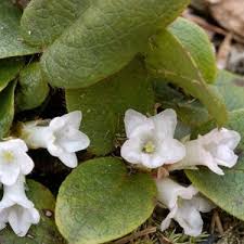 Massachusetts State Flower Mayflower Epigaea Repens May Flowers Flowers Flower Garlands