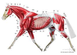 Equine Superficial Musculature Anatomy Chart Muscle