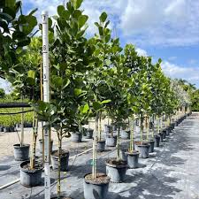 Image result for Clutia robusta