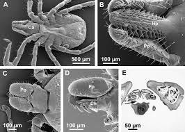 Image result for what do Mallophaga look like in dog fur