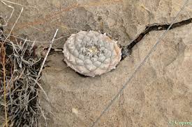 Image result for Monopsis decipiens