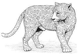 Panther Coloring Pages Cat Coloring Page Zoo Animal Coloring Pages Animal Coloring Pages
