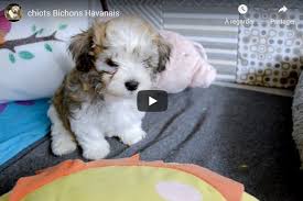 Les Chiots Havanais Et Les Enfants Les Bichons Havanais D Ylang Ylang