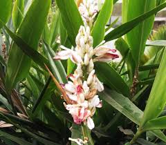 Image result for Grewia mildbraedii