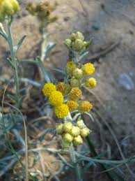 Image result for Helichrysum lastii