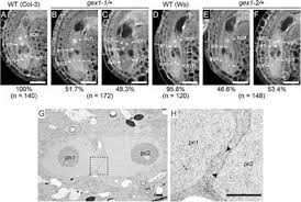 Check spelling or type a new query. Frontiers Arabidopsis Gex1 Is A Nuclear Membrane Protein Of Gametes Required For Nuclear Fusion During Reproduction Plant Science