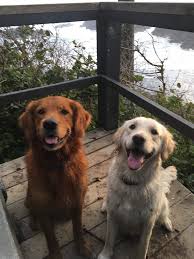 Reuben is a darker golden retriever. Looking For Dark Red Golden Breeders Golden Retriever Dog Forums