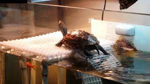 Diy Very Simple Turtle Basking Platform Part 3 Turtle Basking Platform Turtle Habitat Homemade Turtles