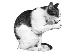 To make it right using garlic salt your recipe would have needed 12 tsp to make the 4tsp from garlic powder. Country Lore Garlic Bath For Cats Natural Health Mother Earth News