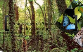 The tropical regions of the planet house an enormously diverse group of plants and animals. The Tropical Rainforest Biomes By Alizay Malik