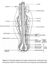 It can spread and turn into crusty sores that don't heal fast. Hair Follicle Germinative Epidermal Cells A Molecular Study Semantic Scholar