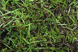 Image result for Spermacoce deserti