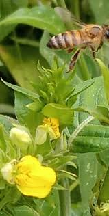 Image result for Justicia flava