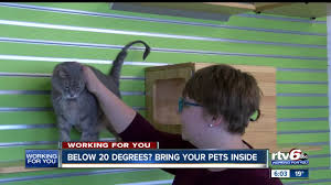 Adopting a cat or kitten. Indianapolis Animal Care Services To Host Late Night Adoption Event Saturday