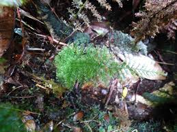 Image result for Abrodictyum