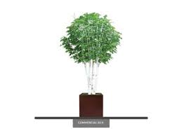 Starting with birch trees to aspens that are crafted with ultimate detail in mind to give your home or office the look of completion without the hassle of live trees. Birch Tree Artificial Indoor Tree Fake Tree Commercial Silk