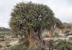 Image result for Corbichonia rubriviolacea