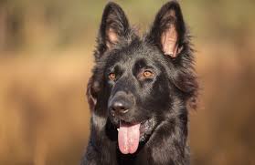 Stay updated about blue german shepherd puppies for sale uk. Black German Shepherd The Definitive Owner S Guide Perfect Dog Breeds