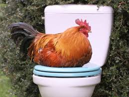 Compost is made from straw and dry chicken manure. Using Chicken Manure Safely In Home Gardens And Landscapes Extension University Of Nevada Reno