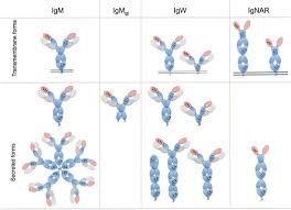 Camel iggs are currently classified into three structurally different isotypes: Antibody Repertoires In Fish Springerlink