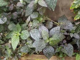 Image result for Pandiaka welwitschii