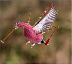 A Rare Sighting Of The Elusive Piping Haggisbird These Colourful Birds Are Often Seen In Swarms Every Year On Janu Scottish Scotland Forever Scottish Heritage