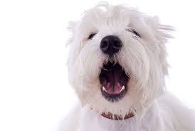 This will help your pup to make a positive association to the stranger. Solutions To Keep Your Dog From Barking
