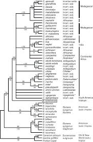 Image result for Commiphora pedunculata