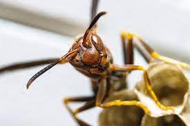 Aussi appelé frelon à pattes jaunes, il est présent en europe depuis 2004. Destruction Nid De Frelon Paris Eradication Enlevement Rapide