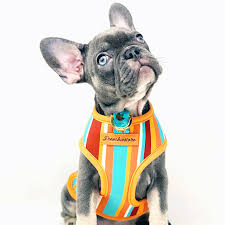 I have french bulldog puppies for sale with akc, fci, uku, ica, and ckc pedigrees, depending on the pedigree of the female dog. How To Buy A French Bulldog Puppy On A Low Budget