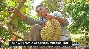 Kebun durian montong berbuah sangat lebat durian montong berasal dari thailand atau di sebut durian 6 aylar önce. Durian Monthong Saingan Musang King Youtube