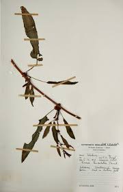 Image result for Rumex lanceolatus