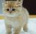 Lilac Chocolate British Shorthair