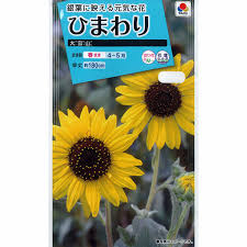 ひまわり 大雪山 シロタエヒマワリ タキイ 花タネ 種 タネ 園芸ネット 本店 通販 Engei Net