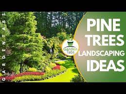 Pinus mugo 'jakobsen' is attractive in the landscape or in containers. Pine Trees Landscaping Ideas Youtube