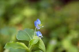 Image result for Commelina benghalensis
