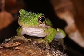 That's why happy frog potting soil is amended with soil that can help improve root efficiency and encourage nutrient uptake. How To Attract Tree Frogs To Your Yard 7 Tips Wildlife Informer