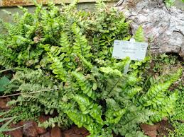 Image result for Asplenium centrafricanum
