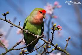 愛情鳥 13 02 28 攝於天元宮 Animals Bird Parrot