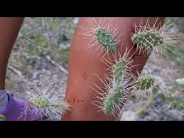Sneaky Jumping Cholla. Cactus Attack! - YouTube