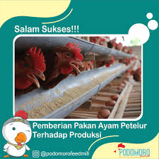Maybe you would like to learn more about one of these? Pemberian Pakan Ayam Petelur Terhadap Produksi Podomoro Poultry Equipment