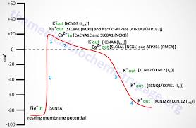 Smooth muscle tends to be organized in sheets. Biochemistry Of Skeletal Cardiac And Smooth Muscle The Medical Biochemistry Page